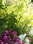 蝴蝶花