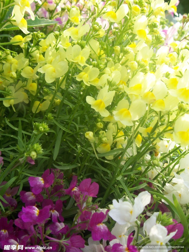 蝴蝶花