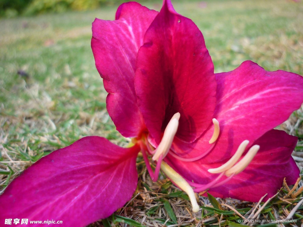 小花