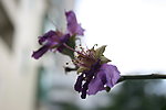 紫花
