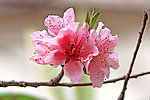 鲜花