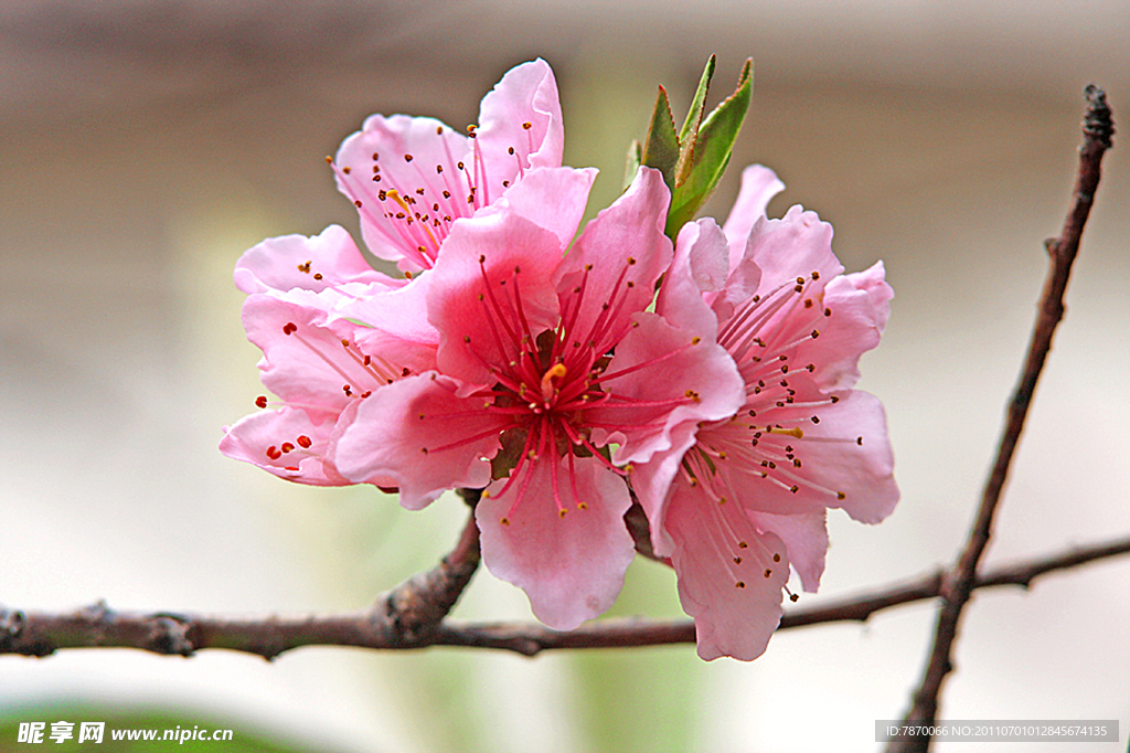 鲜花