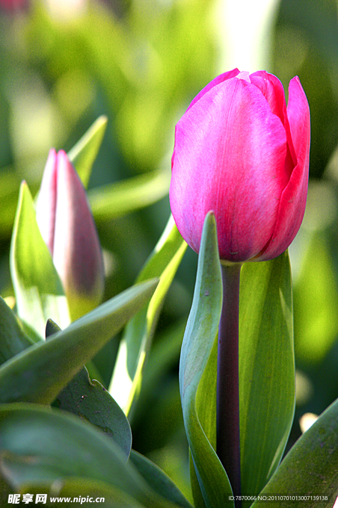 鲜花