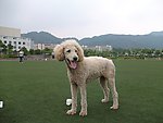 此犬非羊