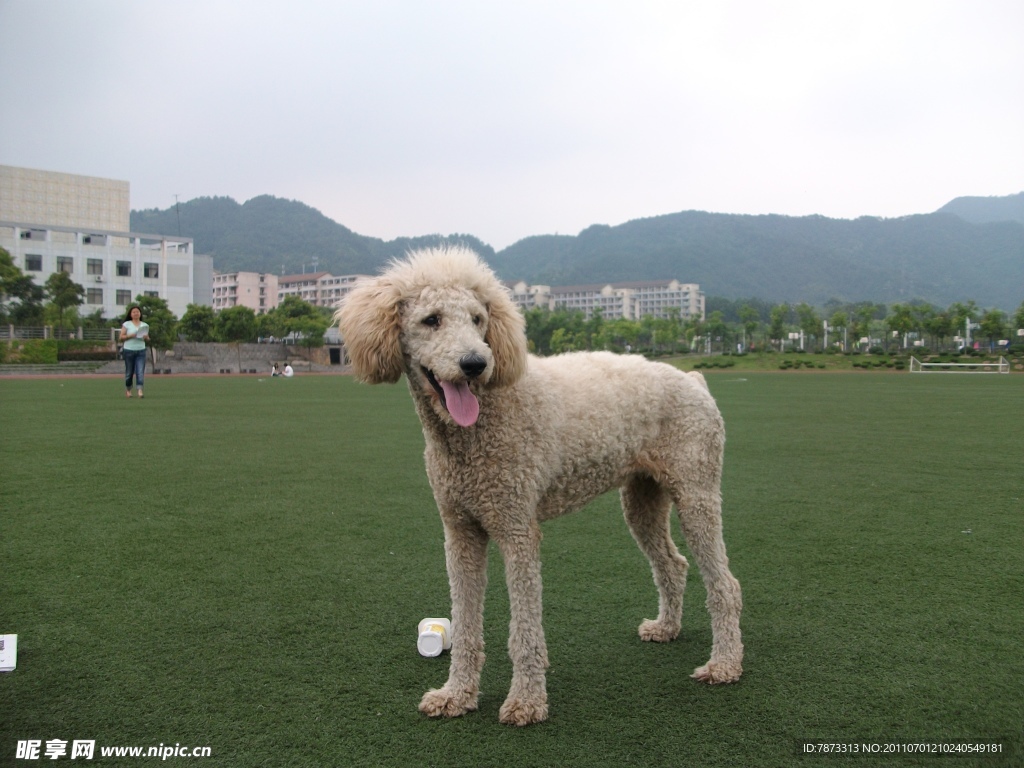 此犬非羊