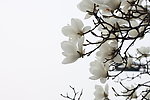 太子湾樱花