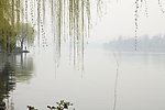 西湖垂柳