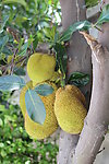 菠萝蜜