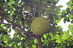 菠萝蜜