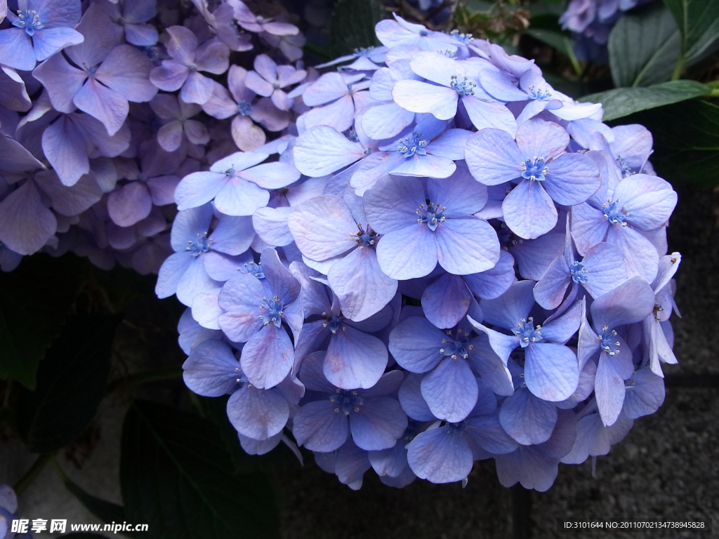绣球花