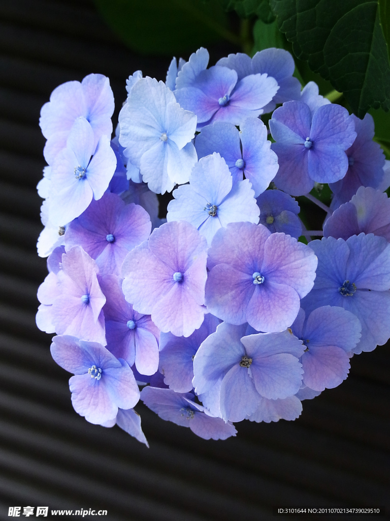绣球花