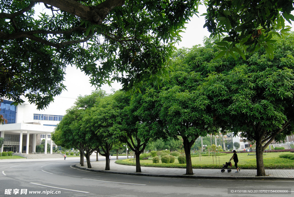 市区林荫路