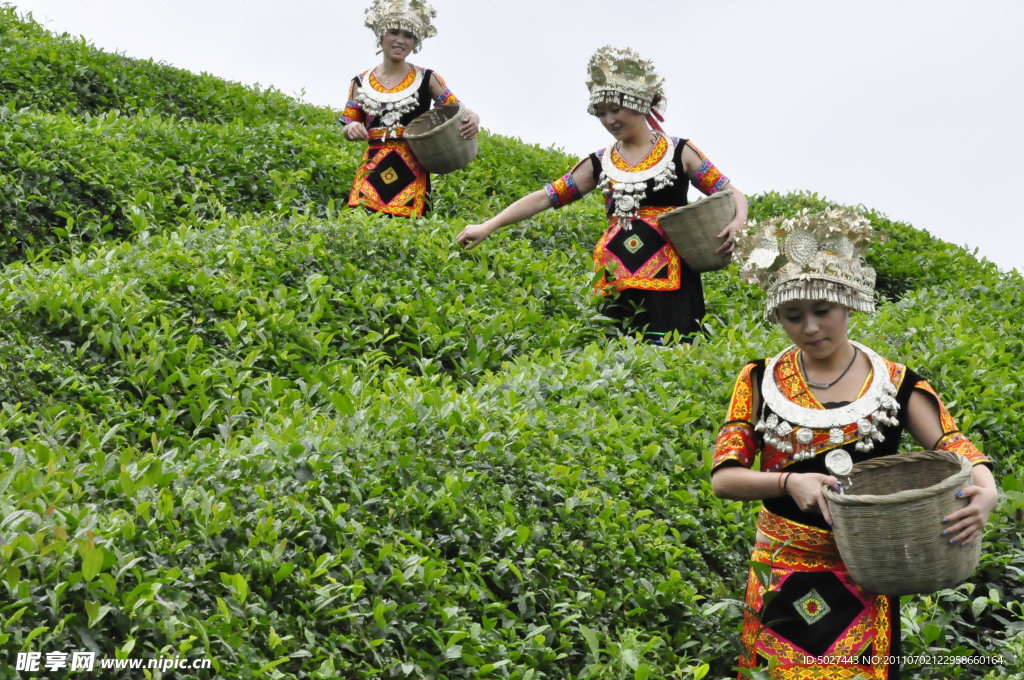 采茶女