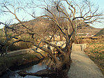 小桥流水