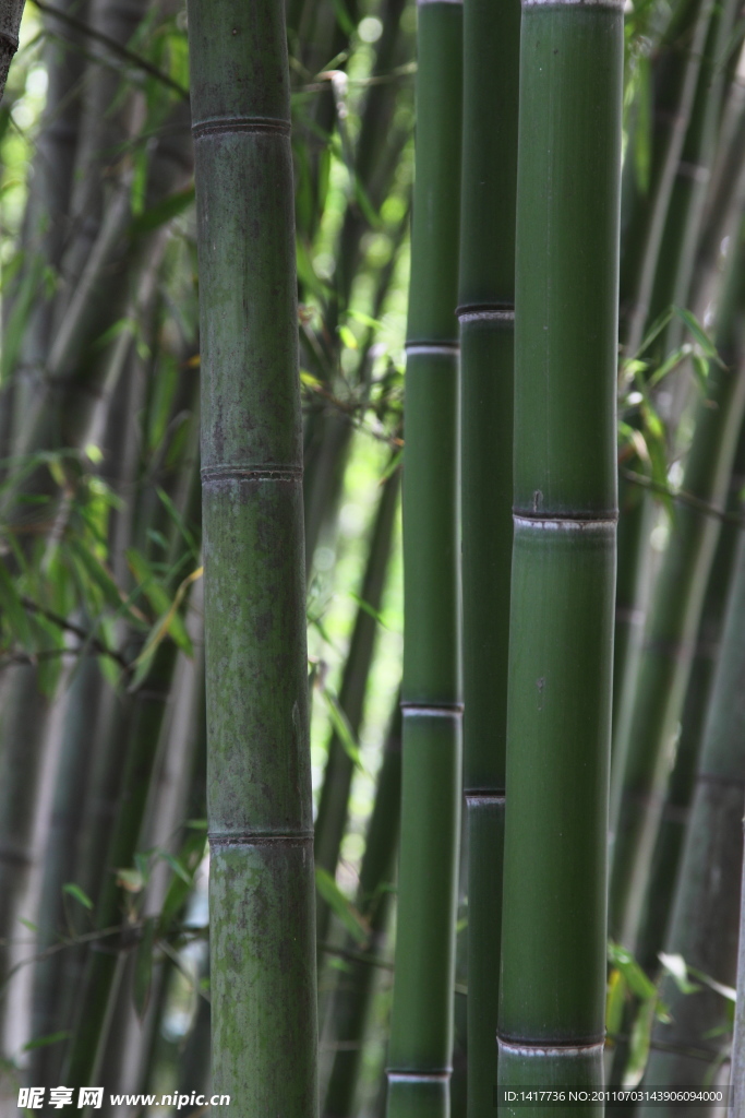 竹林