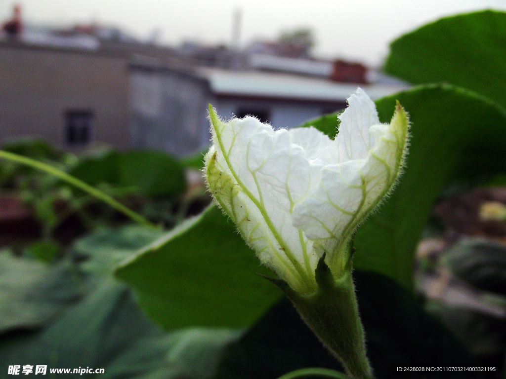 阳台丝瓜的种植方法 - 花百科