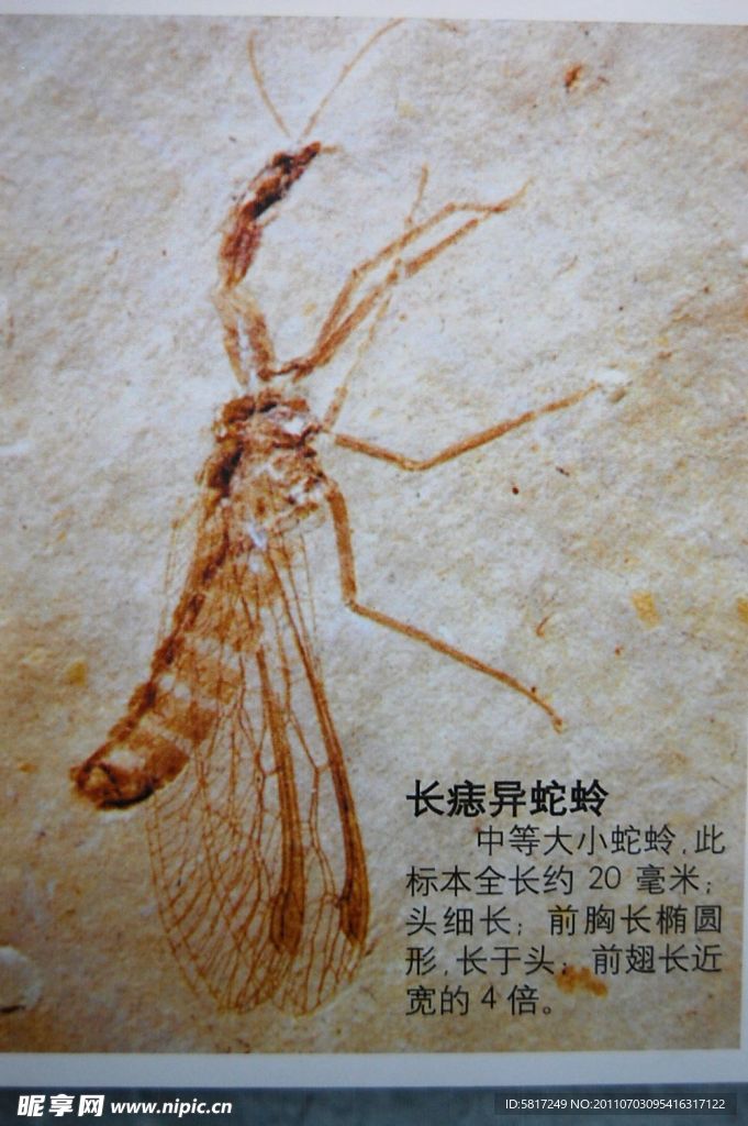 化石