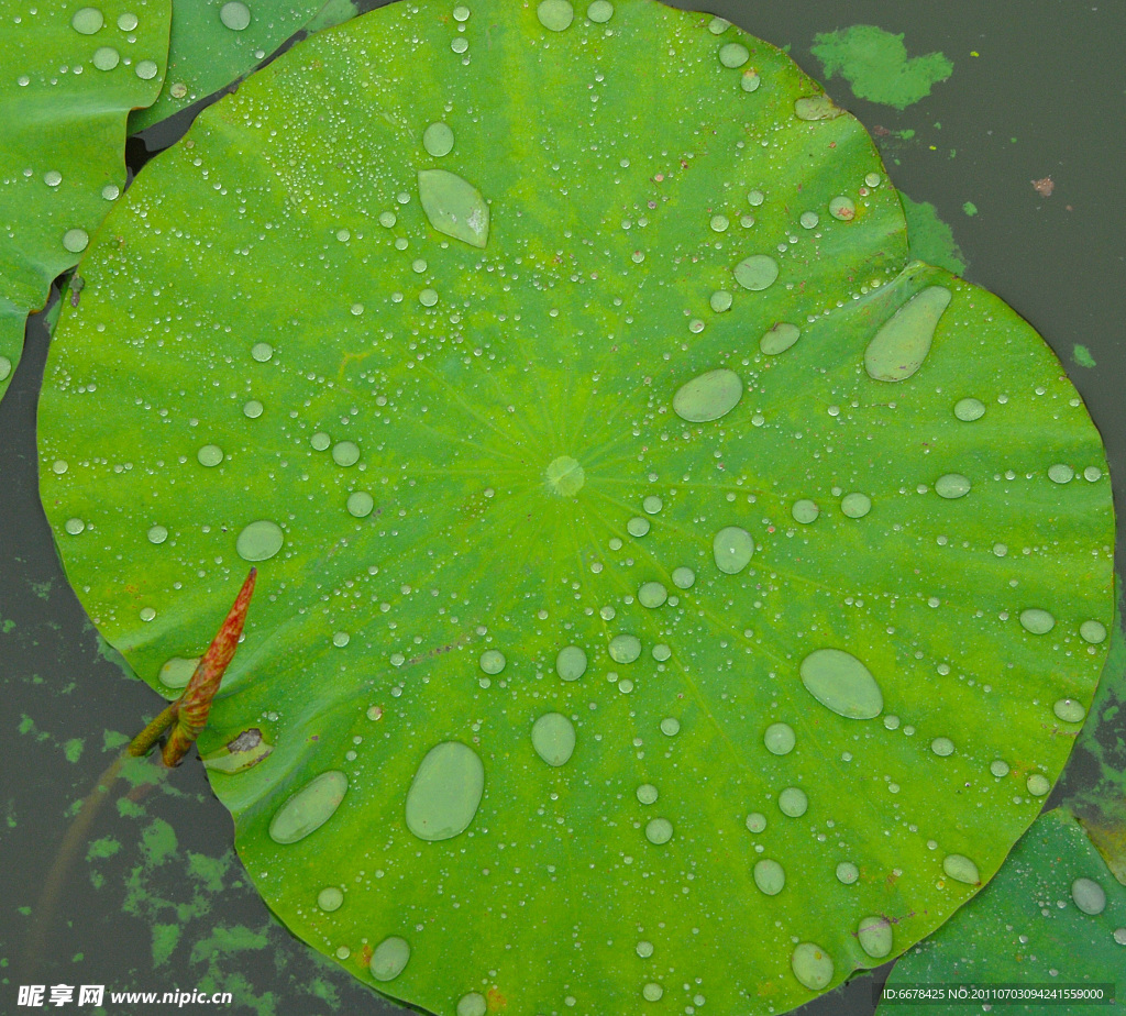 【雨后荷花初绽摄影图片】颐和园生态摄影_看风景的窗_太平洋电脑网摄影部落