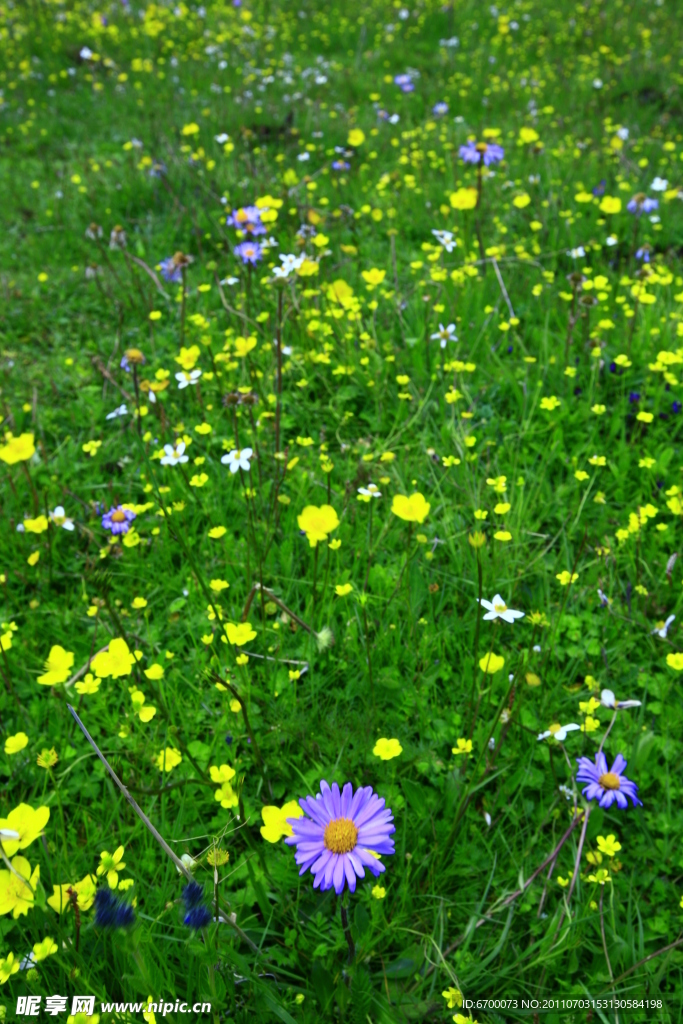 草原 花草