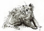 手绘线条小猫