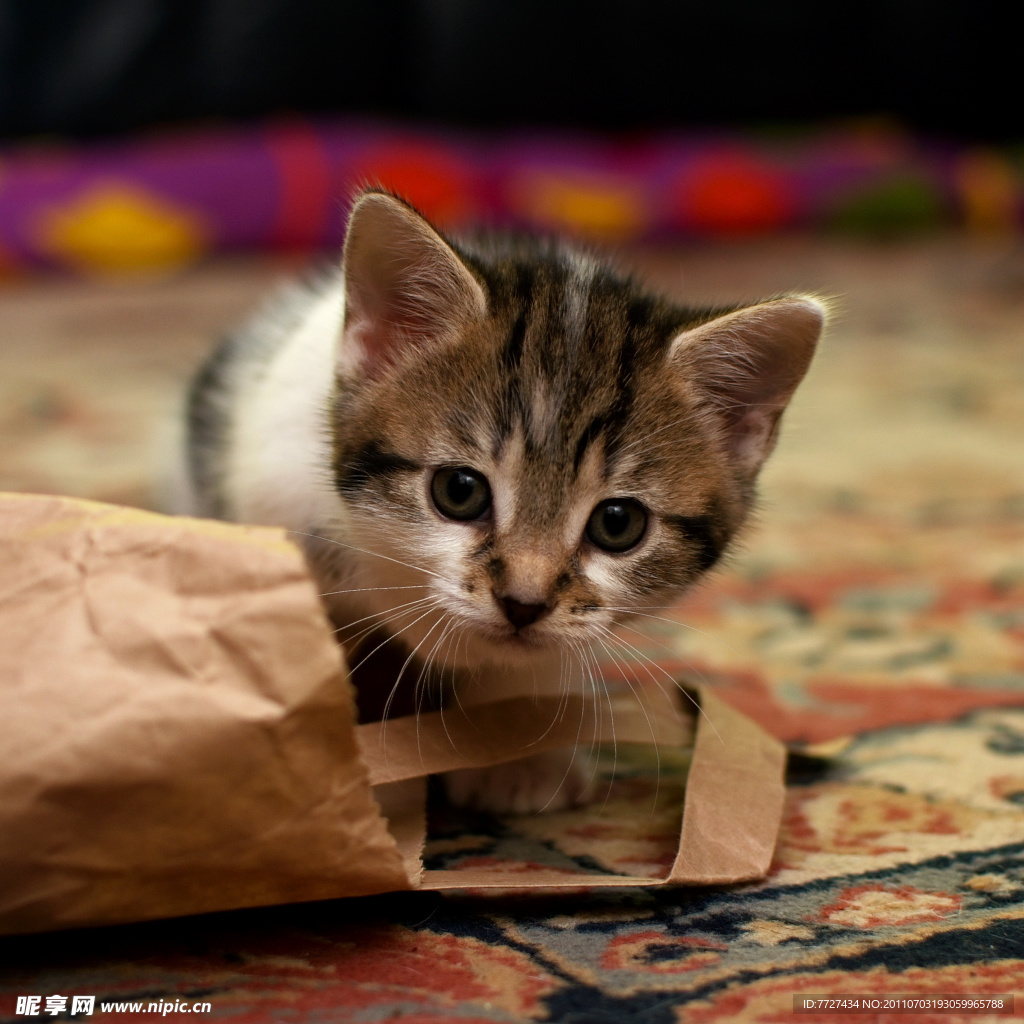 可爱的小猫