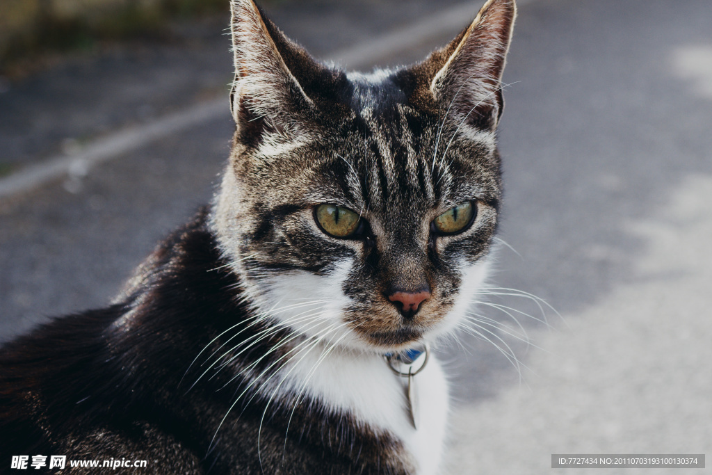小猫