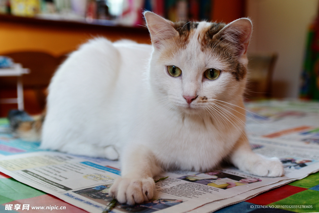 小猫