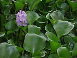 水葫芦