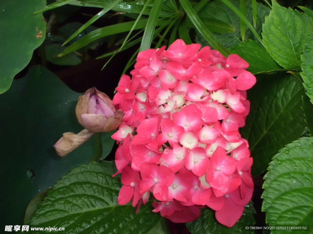 绣球花