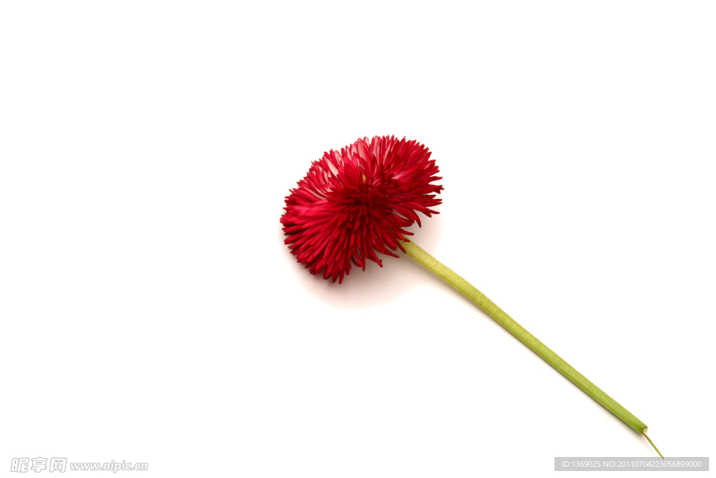 雏菊