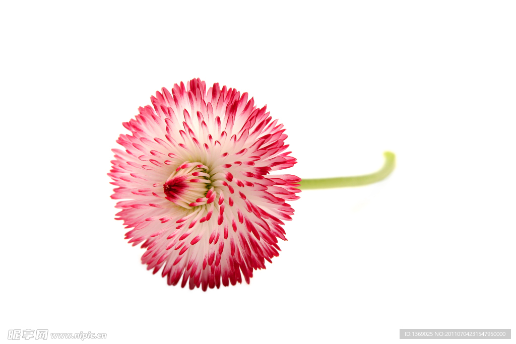 雏菊