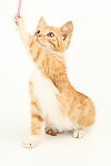 猫咪