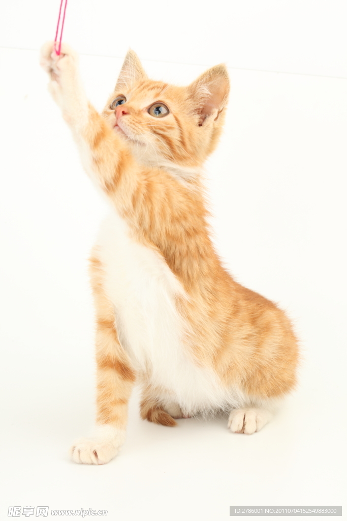 猫咪