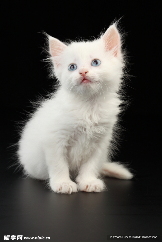 猫咪