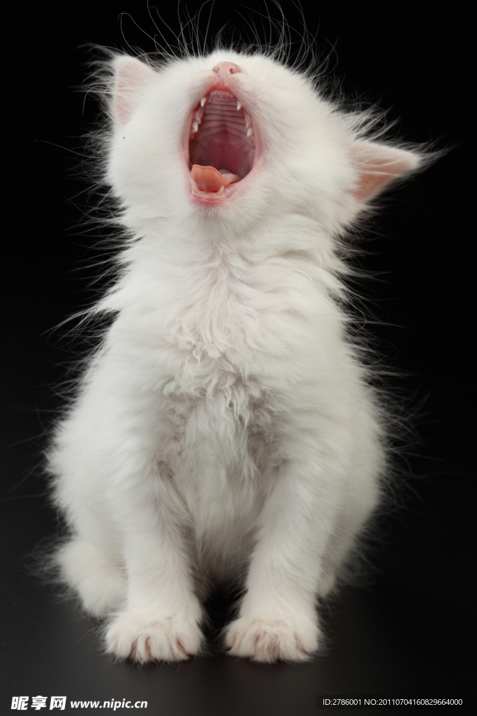 猫咪