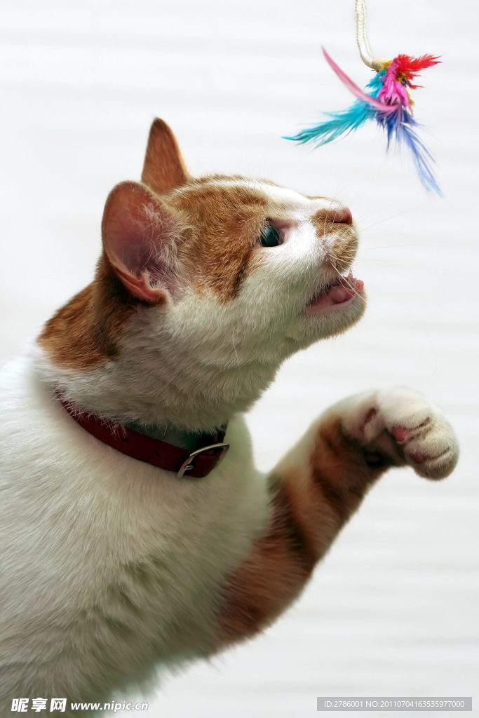 猫咪