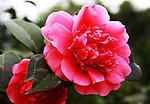 茶花