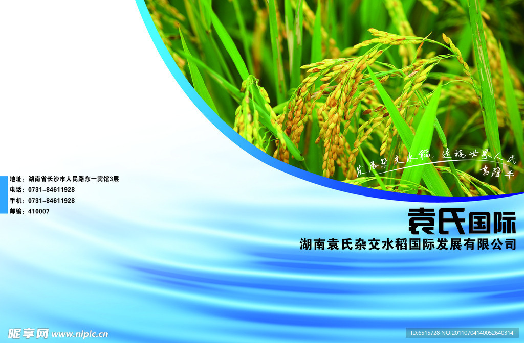 农业水稻封面