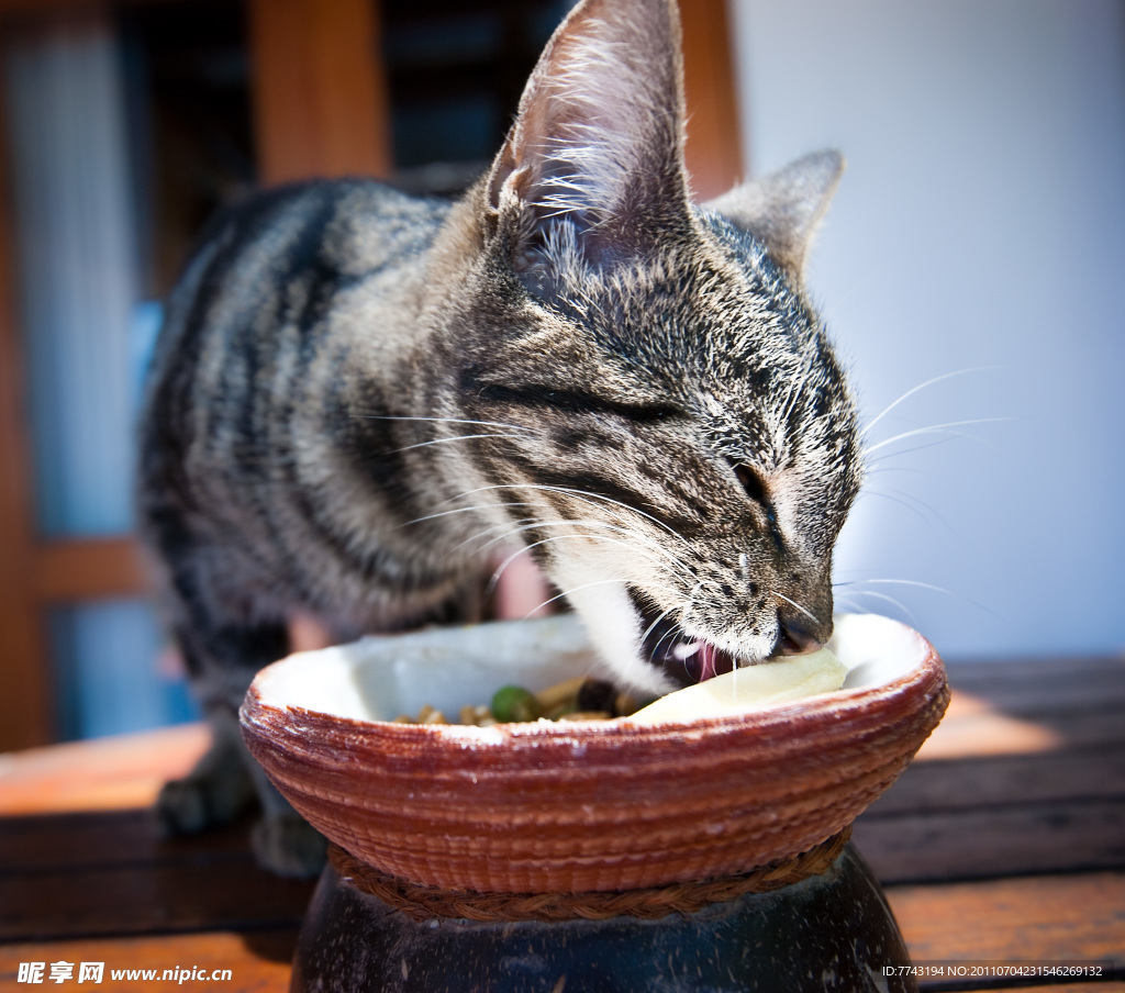 斐济猫陶醉