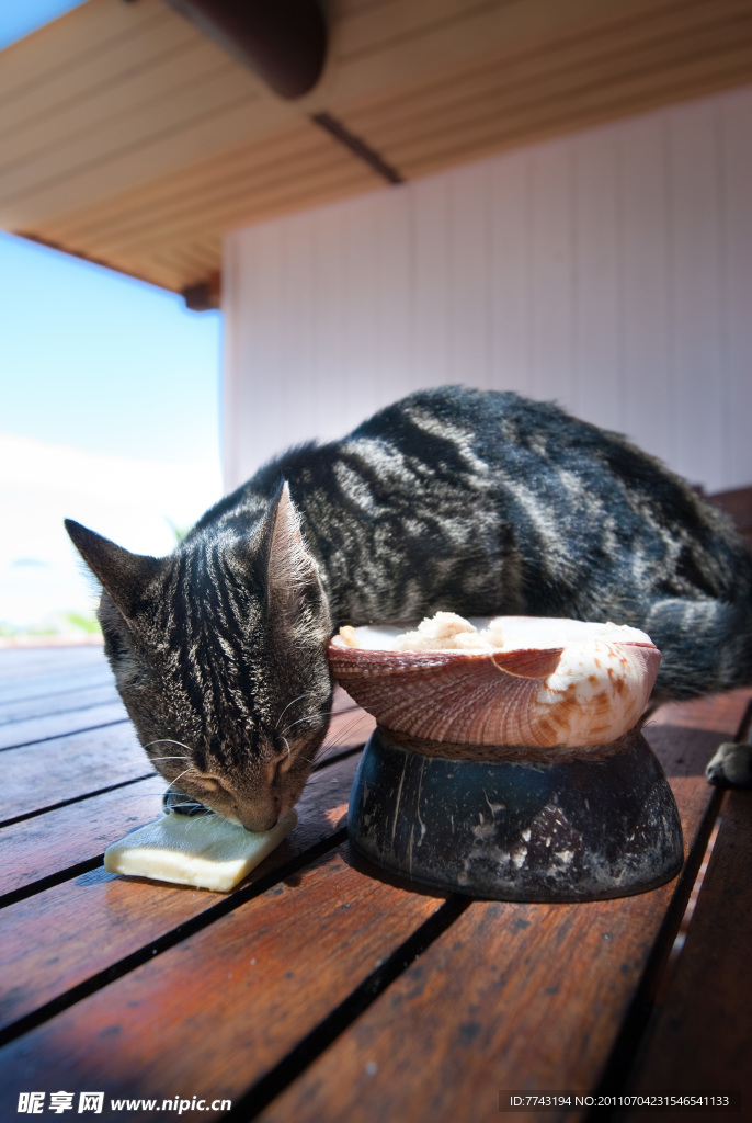 斐济猫