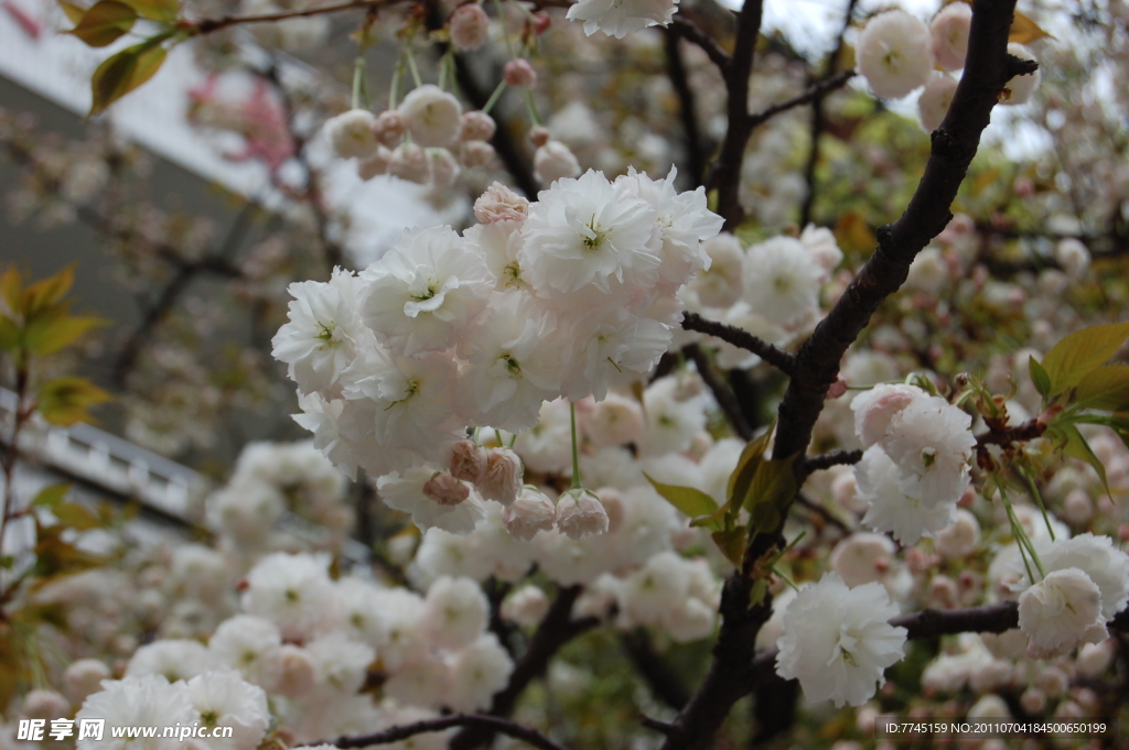 樱花