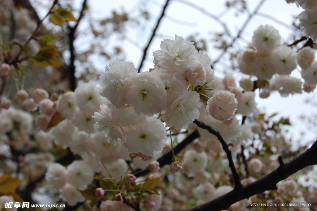 樱花