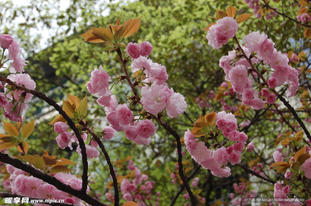 樱花