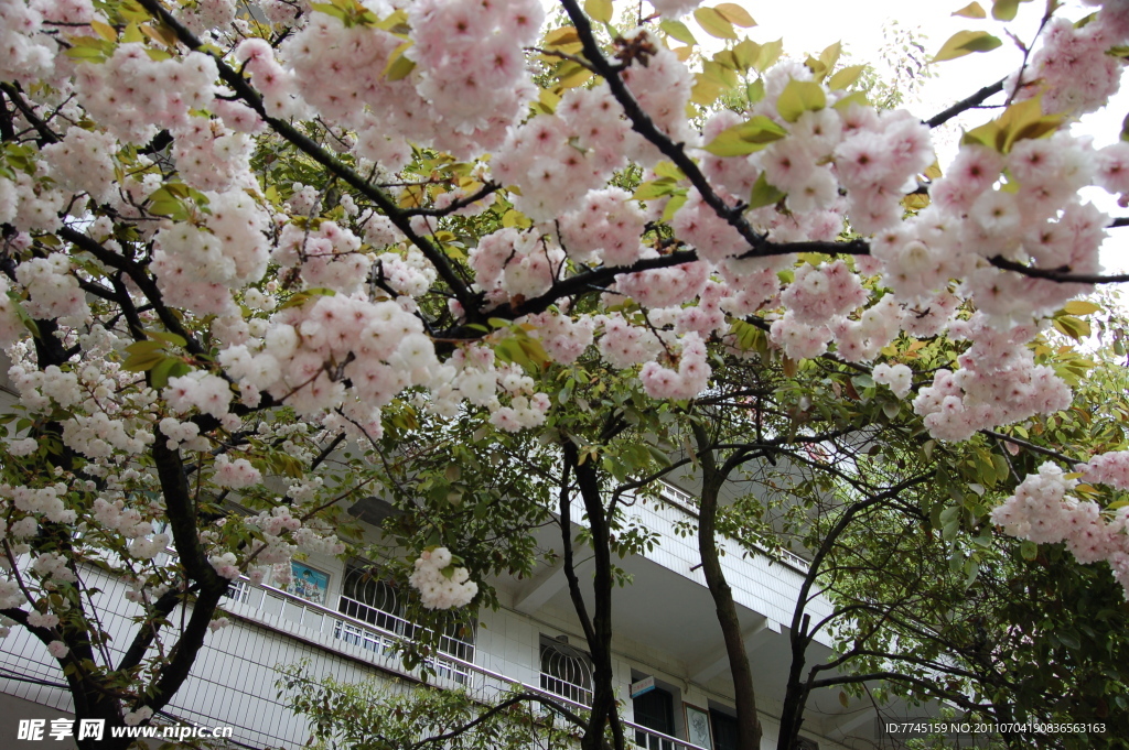 樱花