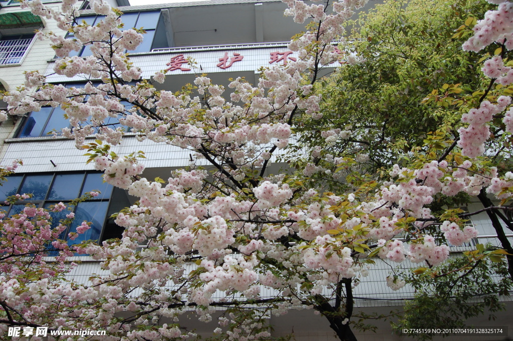 樱花