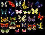 40多种蝴蝶