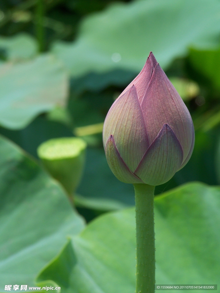 花苞