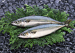 海鲜食材