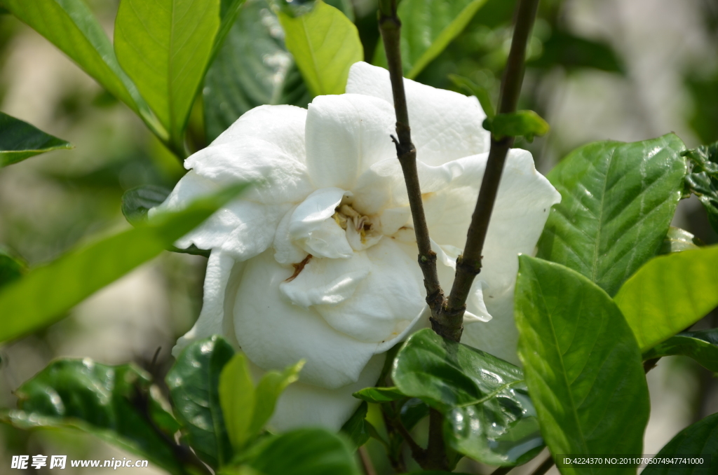 栀子花