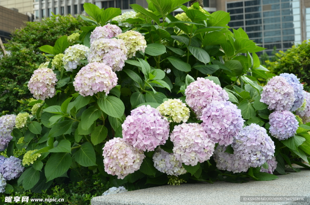 八仙花